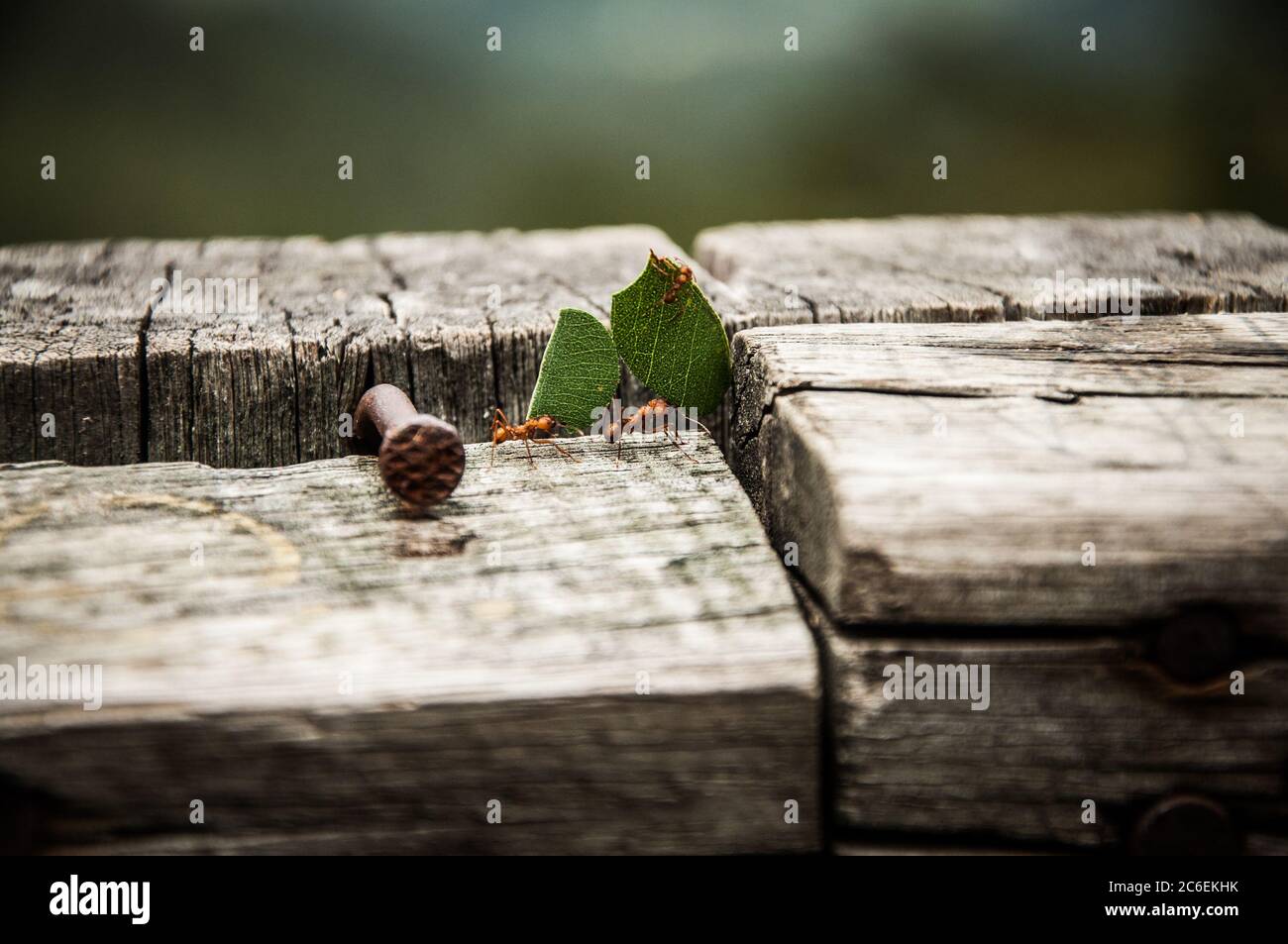 Formiche che portano foglie in una base di legno Foto Stock