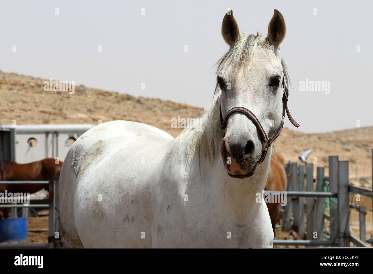 Cavallo bianco in fattoria di Alpaca. Israele Foto Stock