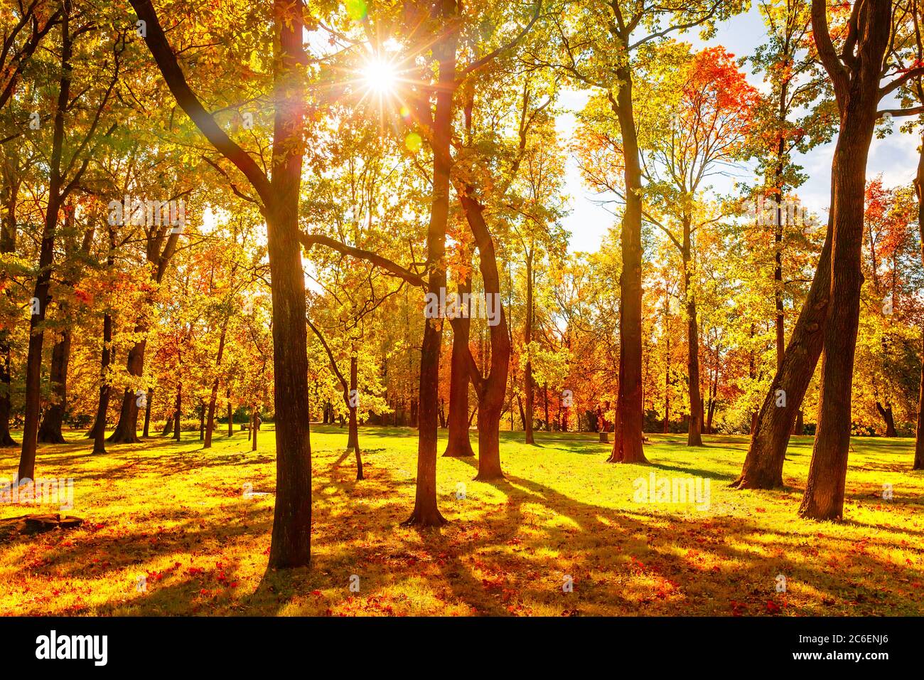 Parco autunnale e colorati alberi autunnali con foglie dorate. Splendido sfondo autunno. Foto Stock