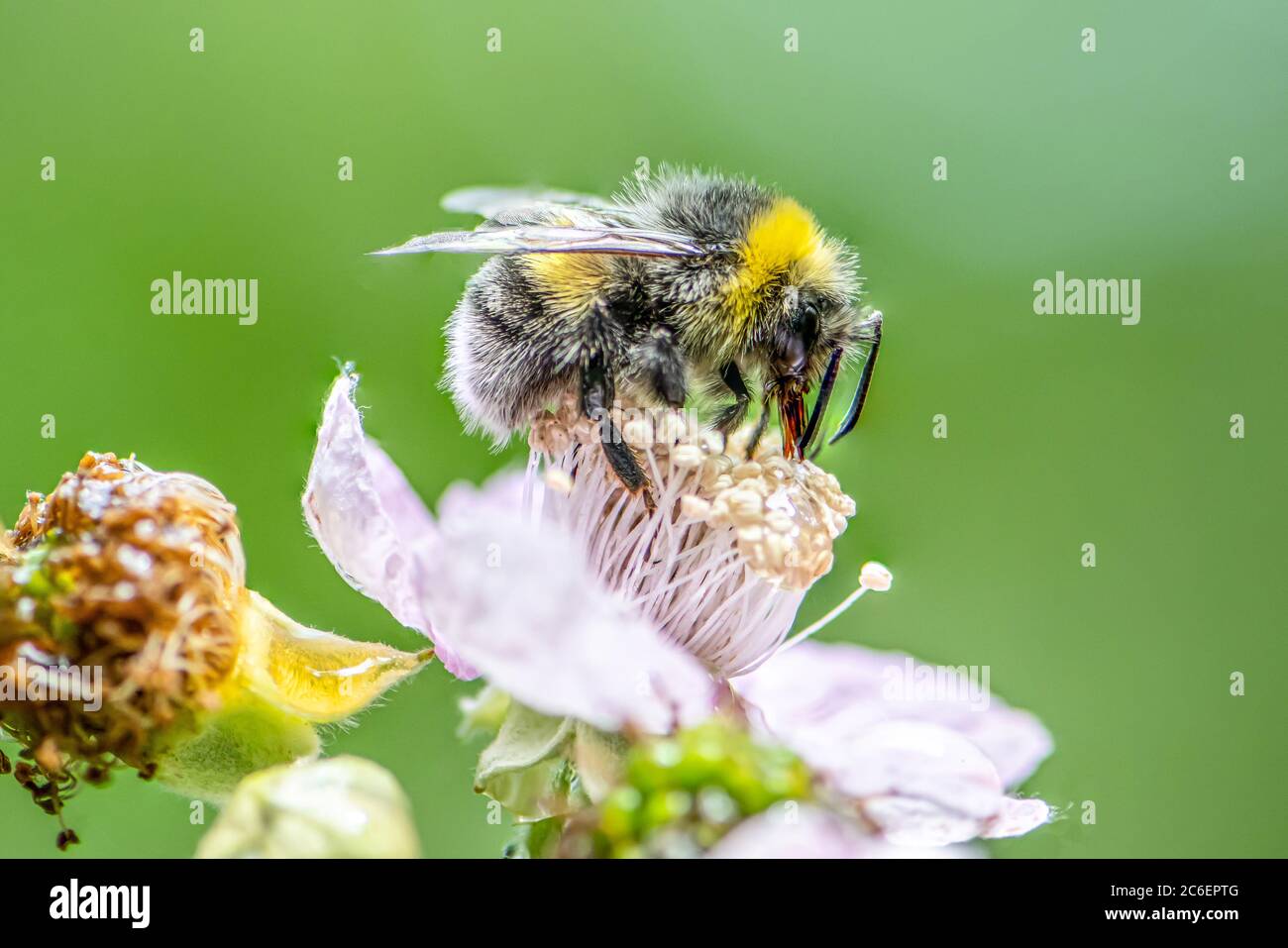 Primo piano di un bumblebee estrazione nettare forma le fioriture su un fiore lampone in giardino organico. Foto Stock