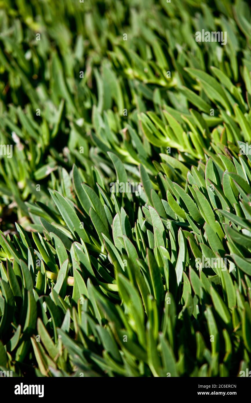 Fogliame verde, macro shot, profondità di campo poco profonda Foto Stock