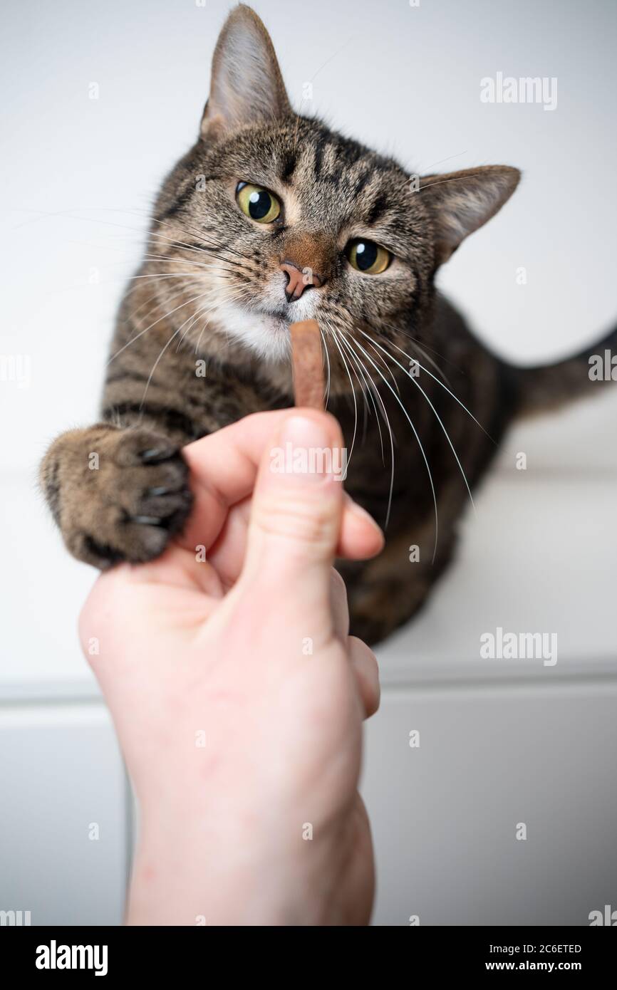 umorismo mano che alimenta avido tabby gatto shorthair domestico guardando il cibo Foto Stock