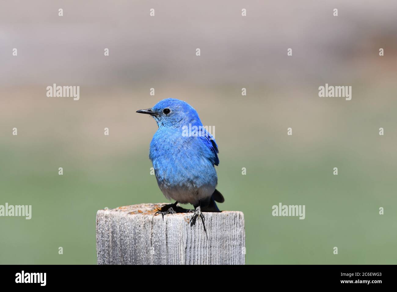 Mountain Bluebird Foto Stock