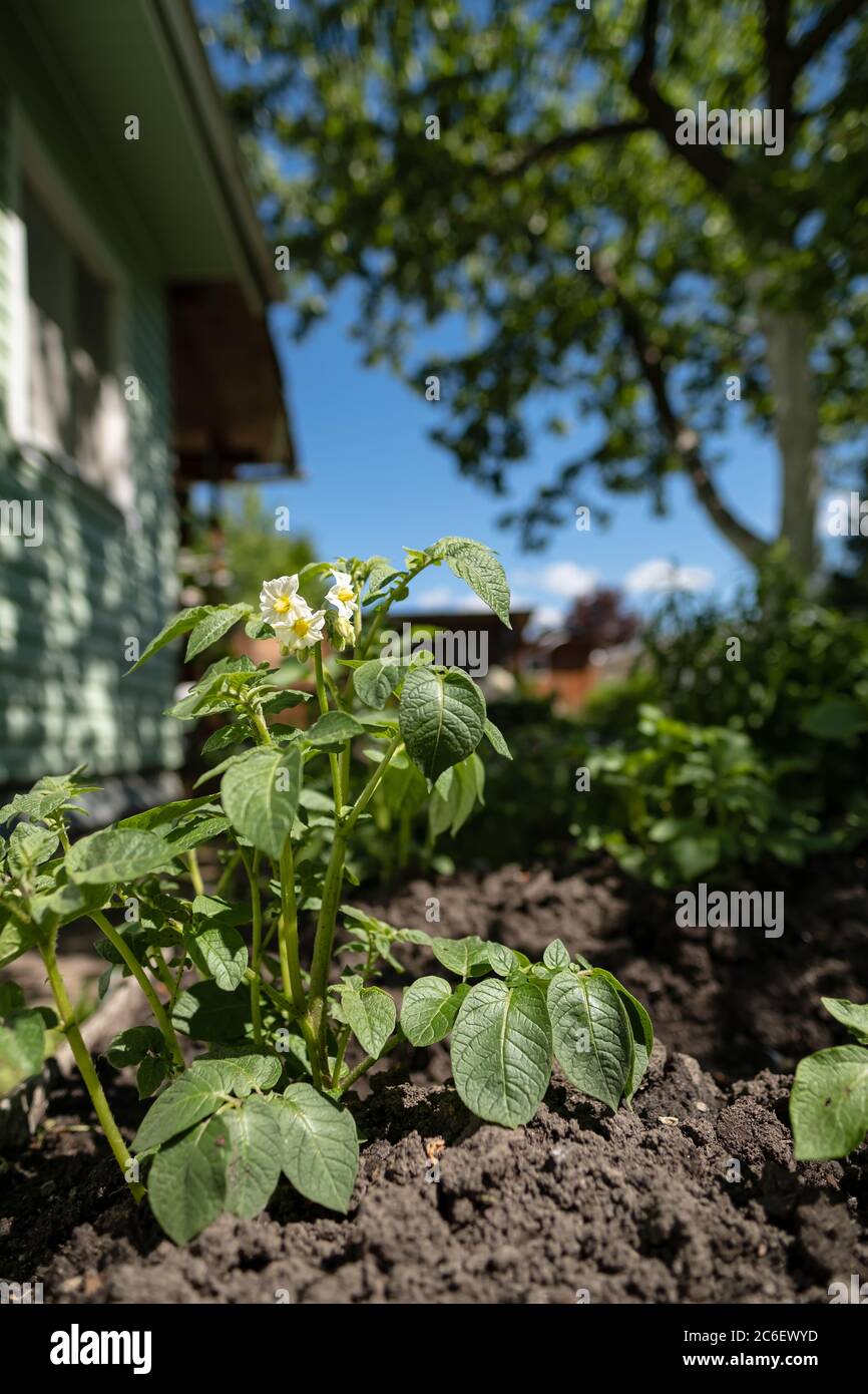 Patate in fiore ai raggi del sole in un orto, accanto ad una casa. Foto Stock