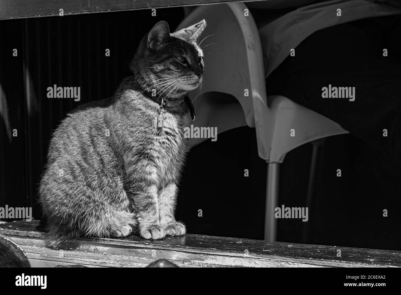 Adorabile Cat su finestre sfondo bianco e nero Foto Stock