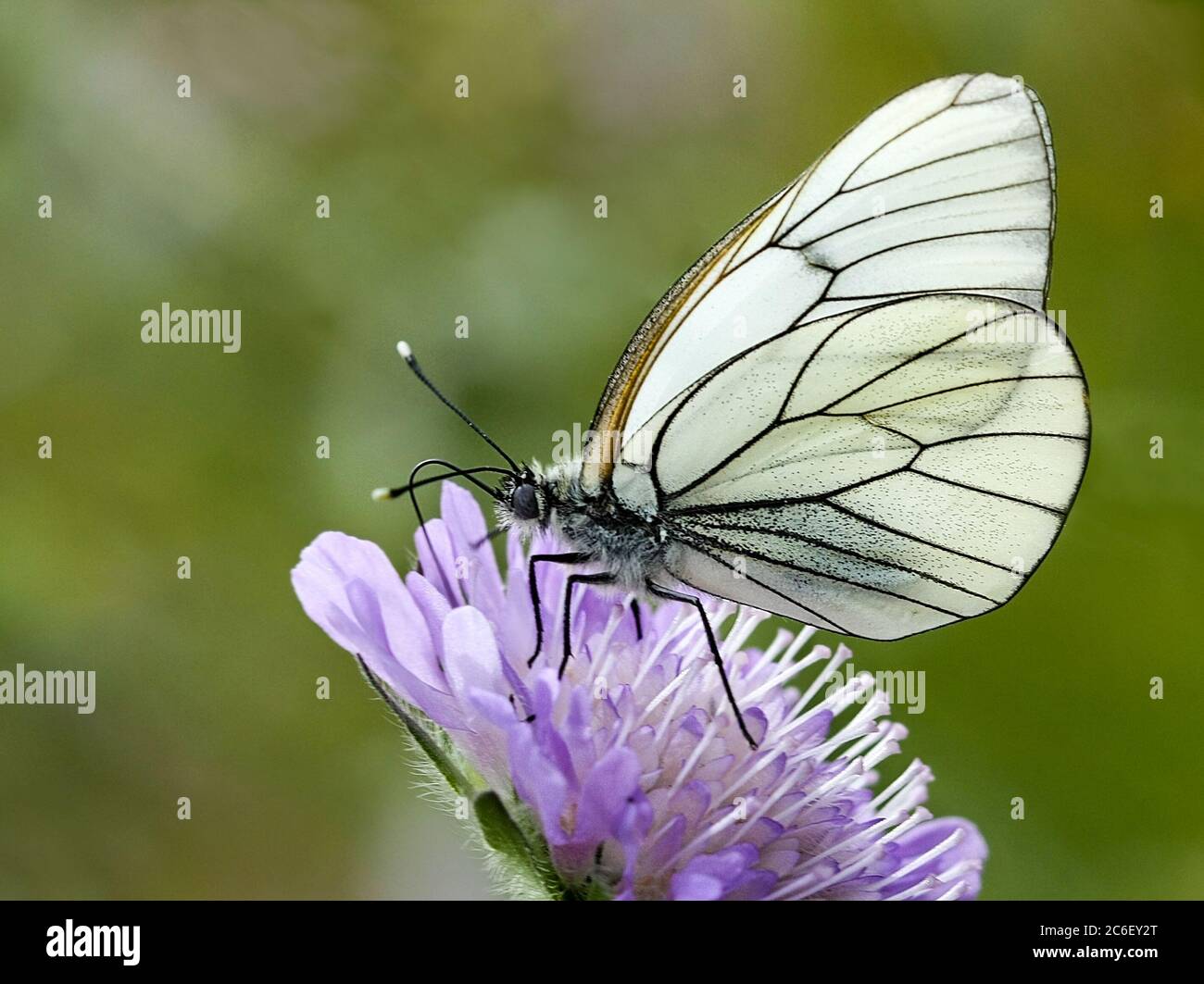 Farfalla - bianco venato nero (Aporia crataegi,) succhiare nettare su un fiore di lila Foto Stock