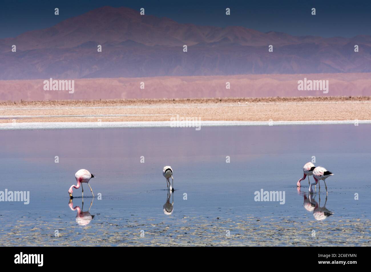 Fenicotteri e loro riflessi in un lago salato nel deserto di Atacama a sud di San Pedro de Atacama in Cile Foto Stock