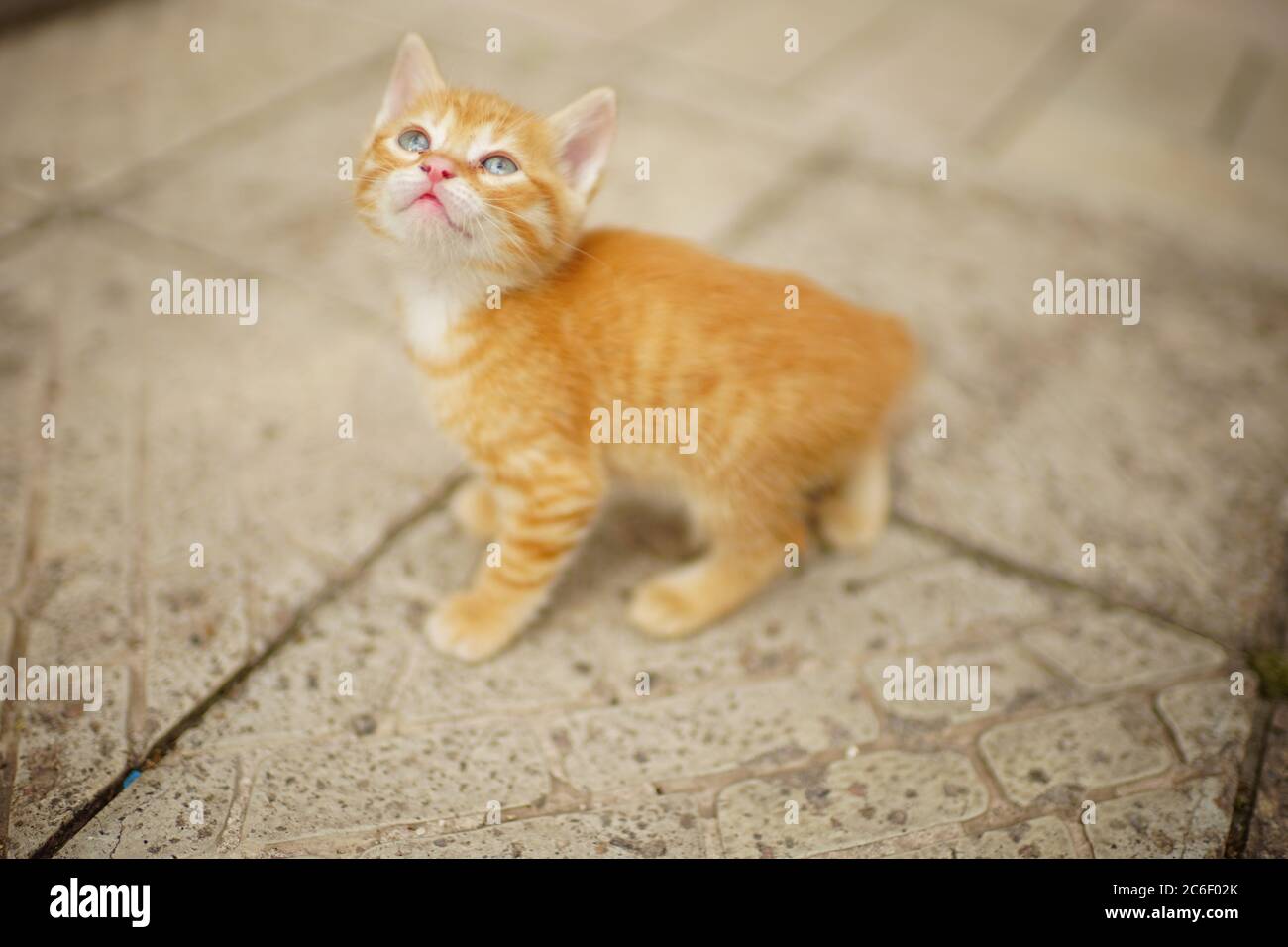 carino ginger gatten cammina su una strada di pietra e guarda in alto al cielo. Foto Stock