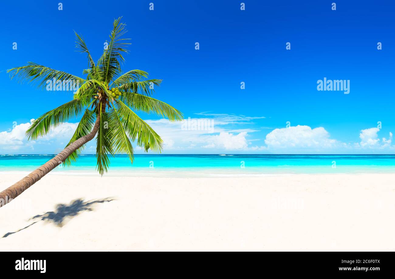 Palme da cocco contro il cielo blu e la bellissima spiaggia di Punta Cana, Repubblica Dominicana. Sfondo vacanze. Vista di un bel tropico Foto Stock