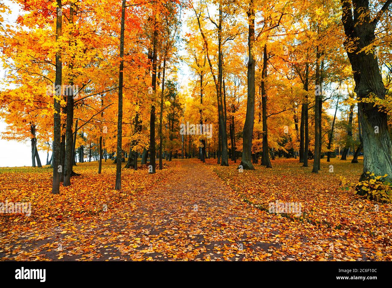 Paesaggio autunnale, bellissimo parco cittadino con foglie gialle cadute. Scenario autunnale con sentiero nella foresta colorata. Foto Stock