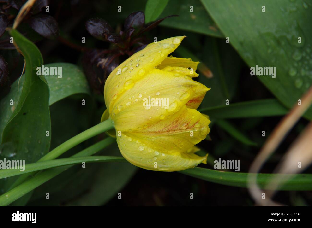 La pioggia cade sul fiore Foto Stock