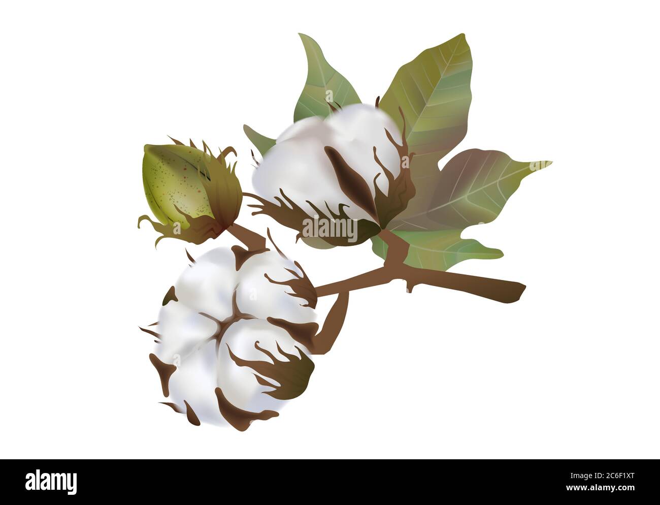 Bel fiore di cotone realistico su sfondo bianco, morbidezza, lana di cotone, materie prime ecocompatibili Illustrazione Vettoriale