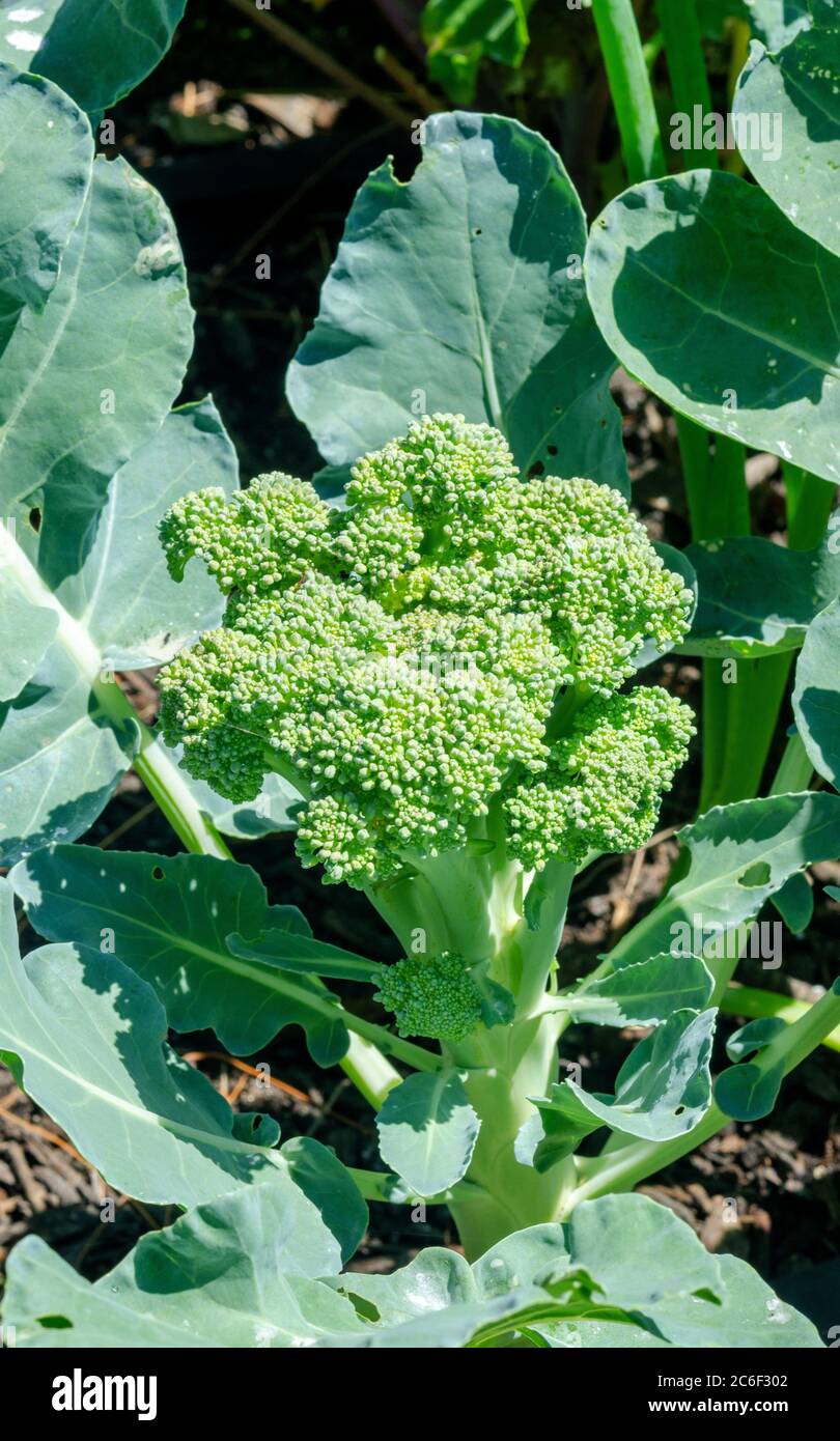 Primo piano di un broccoli in crescita, Brassica oleracea var. Italica, testa in giardino coltivata senza pesticidi Foto Stock