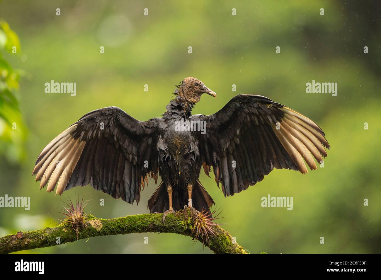 Avvoltoio nero (Coragyps atratus), Laguna del lagarto, Alajuela, Costa Rica Foto Stock