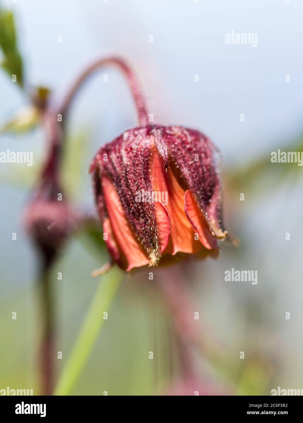 Flora delle Alpi: Water avens (Geum rivale) annuendo avens, drooping avens, curing-all, fiore d'acqua e cioccolato indiano Foto Stock