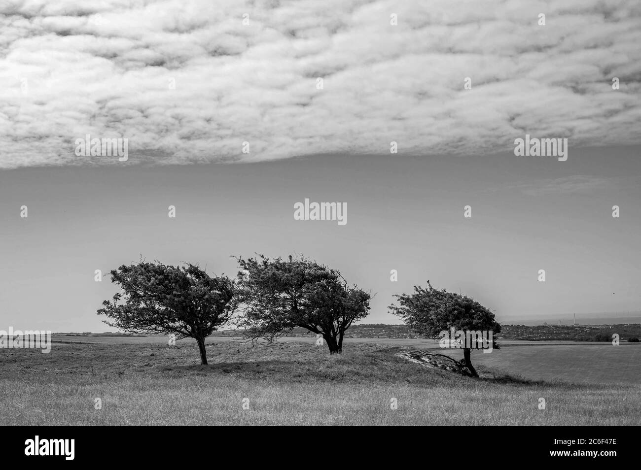 Alberi spazzati dal vento sulle Downs del sud a Clayton a nord di Brighton in Sussex est UK fotografia scattata da Simon Dack Foto Stock