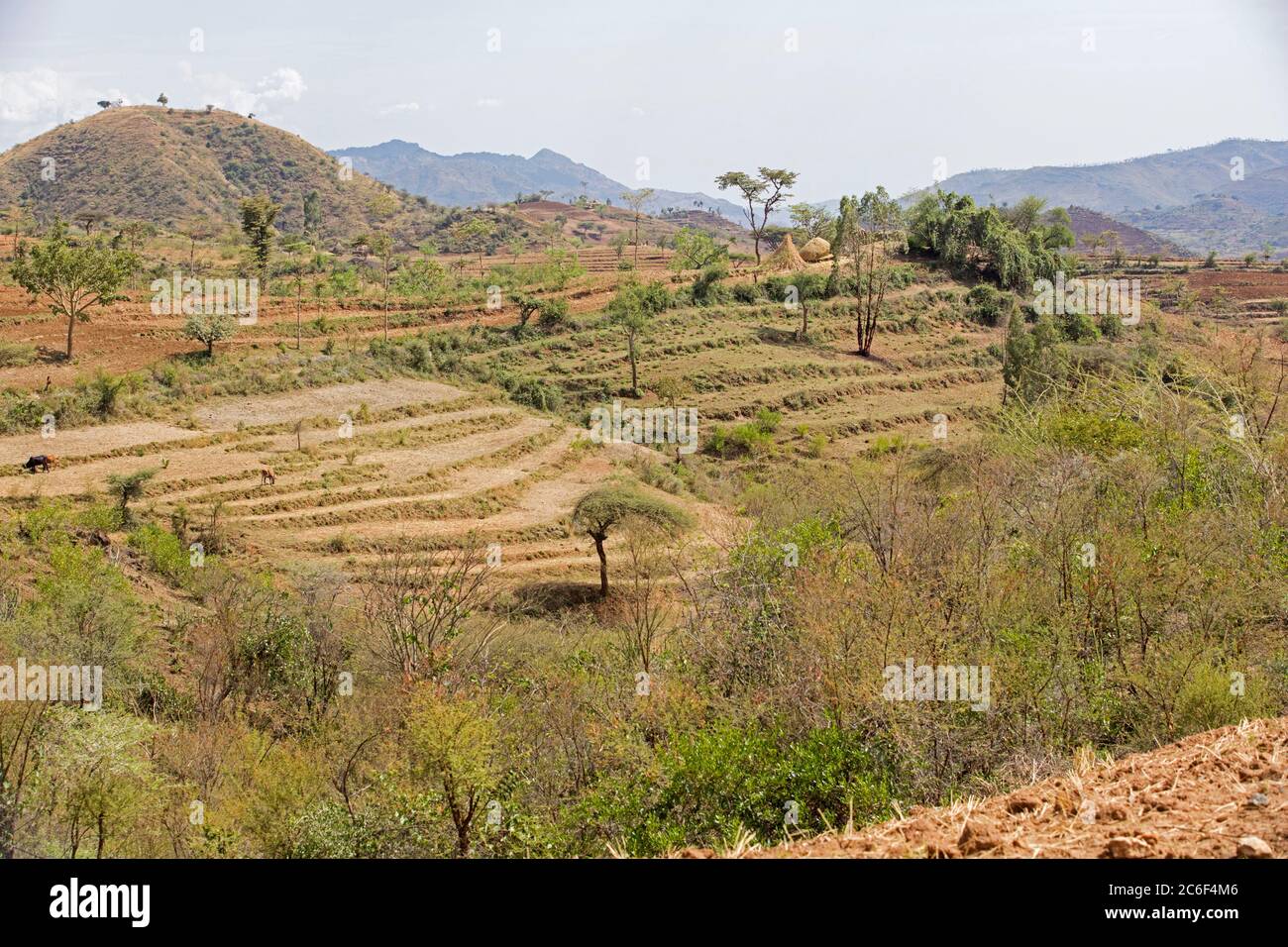 Terreno agricolo terrazzato nell'Etiopia meridionale tra Konso e Jinka, Africa Foto Stock