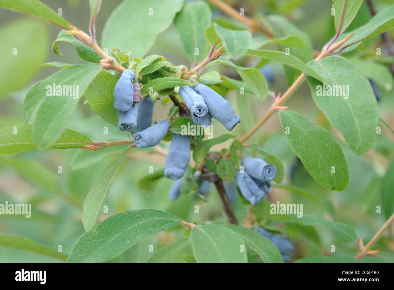 Miele Blaue, Lonicera caerulea Morena, Miele Blu, Lonicera caerulea Morena Foto Stock