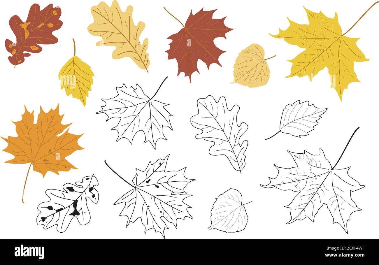 Illustrazione vettoriale, set di foglie e silhouette autunnali realistiche e luminose. Foglie di acero, tiglio, quercia e pioppo. Illustrazione Vettoriale