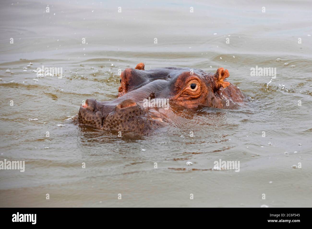 Primo piano di hippopotamus di superficie / ippopotamus (Hippopotamus anfibio) nel lago Hawassa / Lago Awasa, Grande Rift Valley, Etiopia meridionale, Africa Foto Stock
