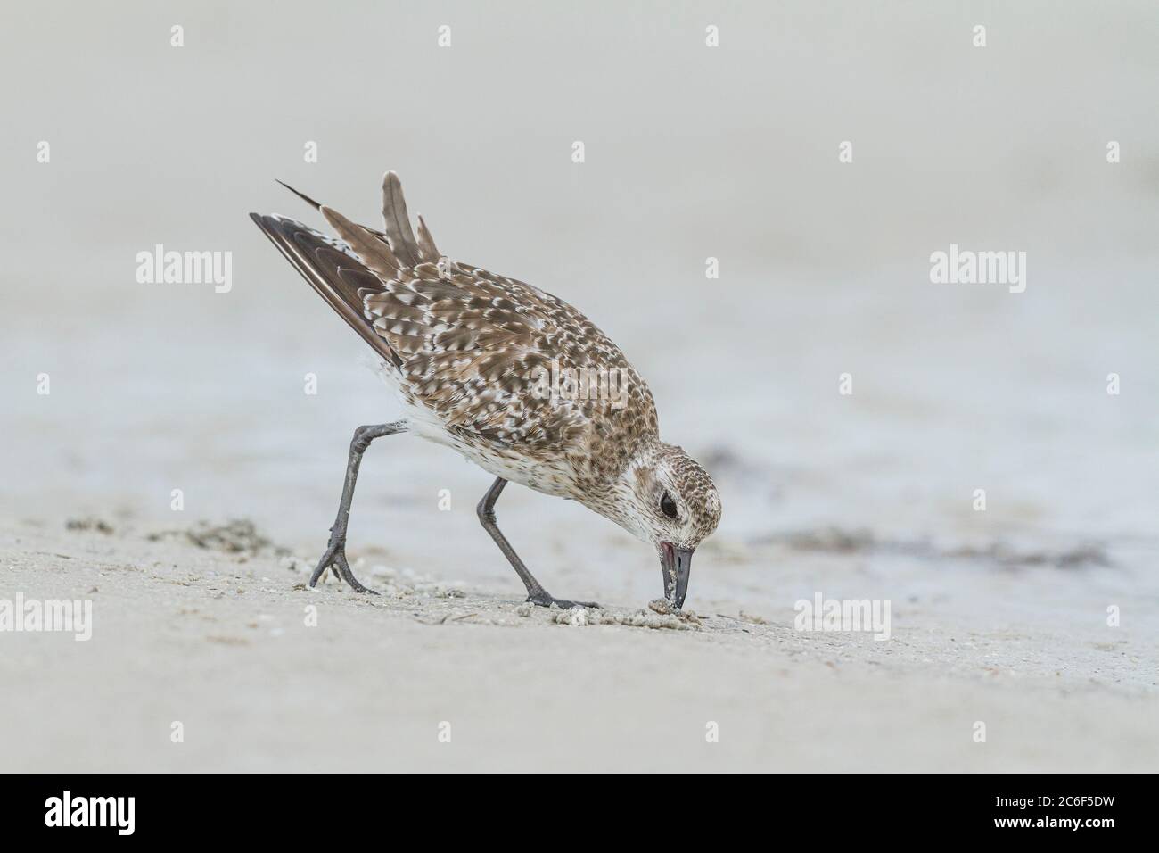 Plover (Pluvialis squatatatola) foraging, Florida, USA Foto Stock