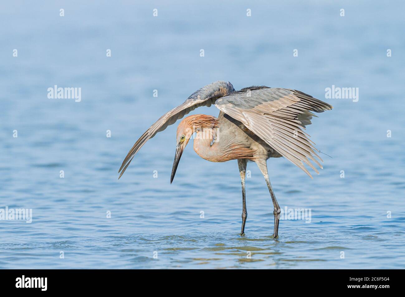 Egretta rossastra (Egretta rufescens) pesca, Little Estreo Lagoon, Fort Myers Beach, Florida, Stati Uniti Foto Stock