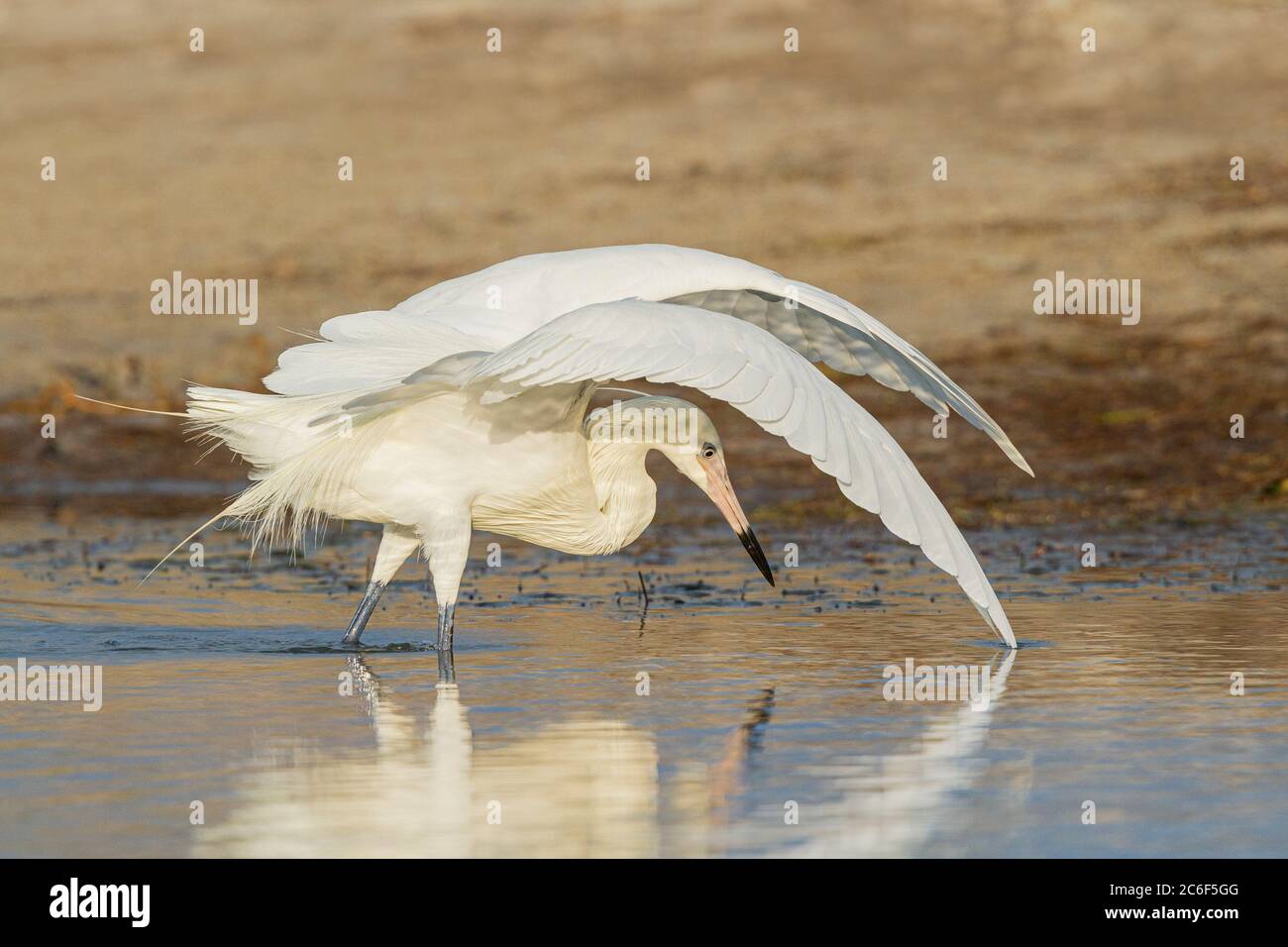 Un Eret rosso Morph bianco (Egretta rufescens) piccola laguna di estere, Fort Myers, Florida, USA Foto Stock