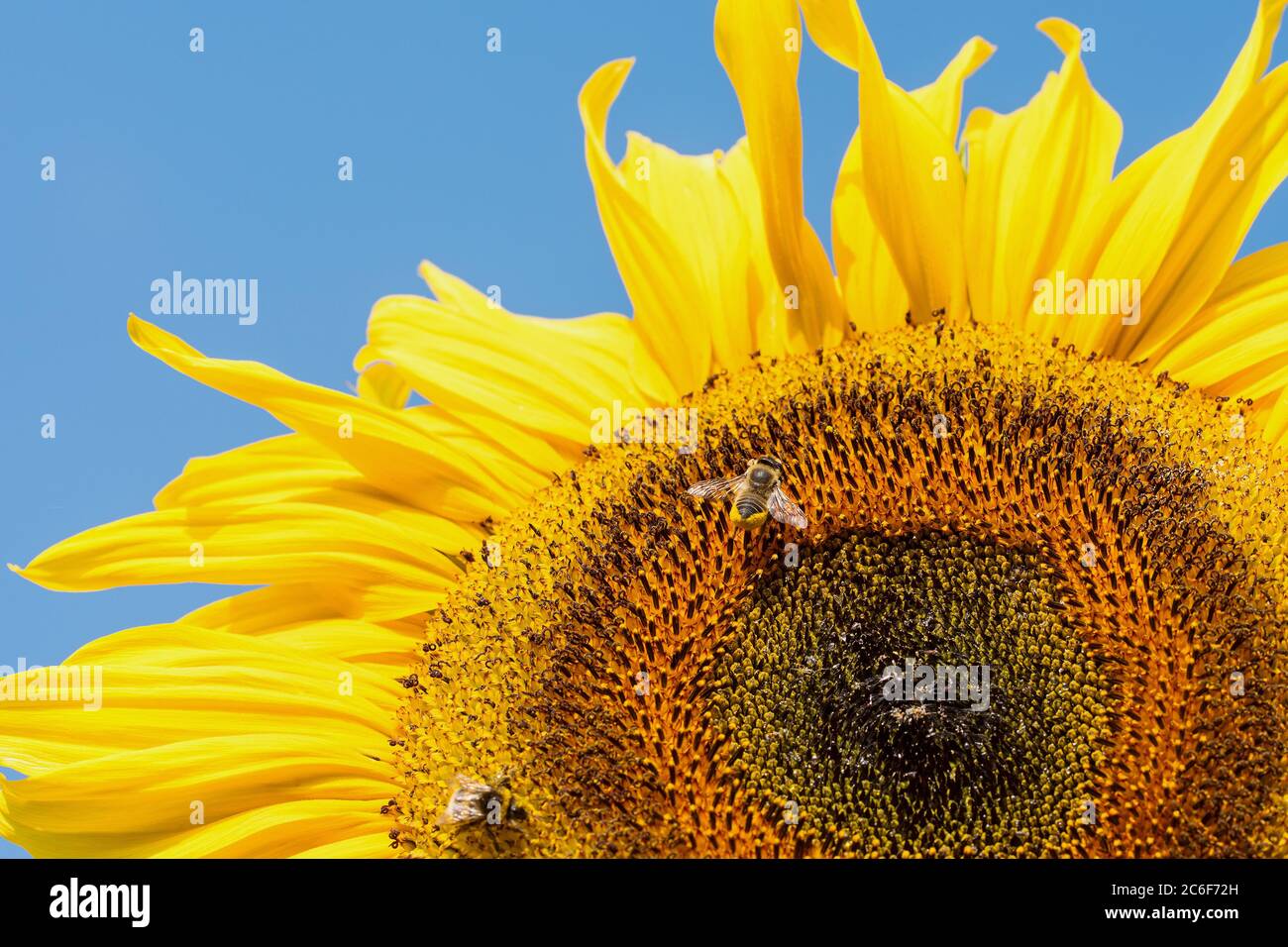 Girasole in fiore contro un cielo blu Foto Stock