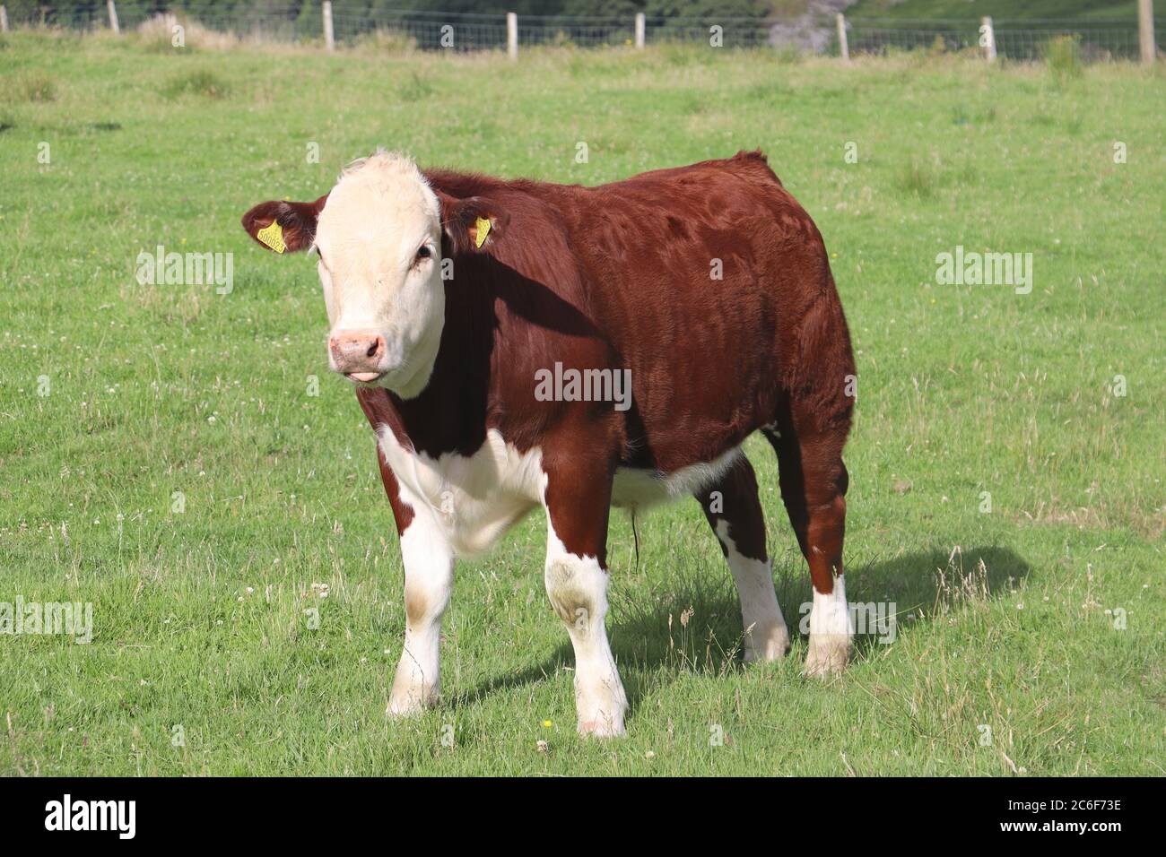 mucca marrone con faccia bianca in piedi in campo Foto Stock