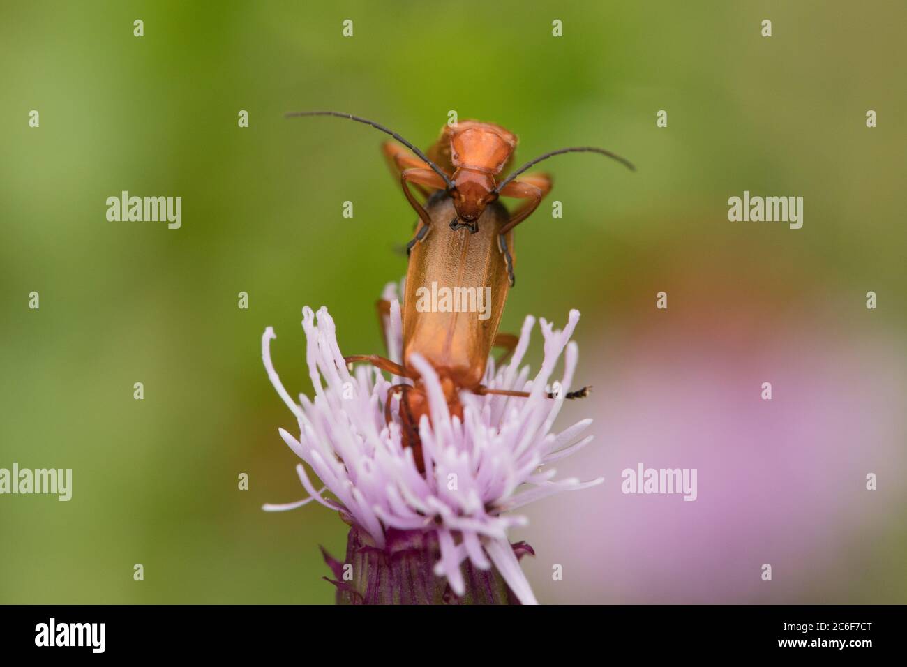 Comune Red Soldier Beetle su pianta di Thistle con sfondo verde morbido Foto Stock