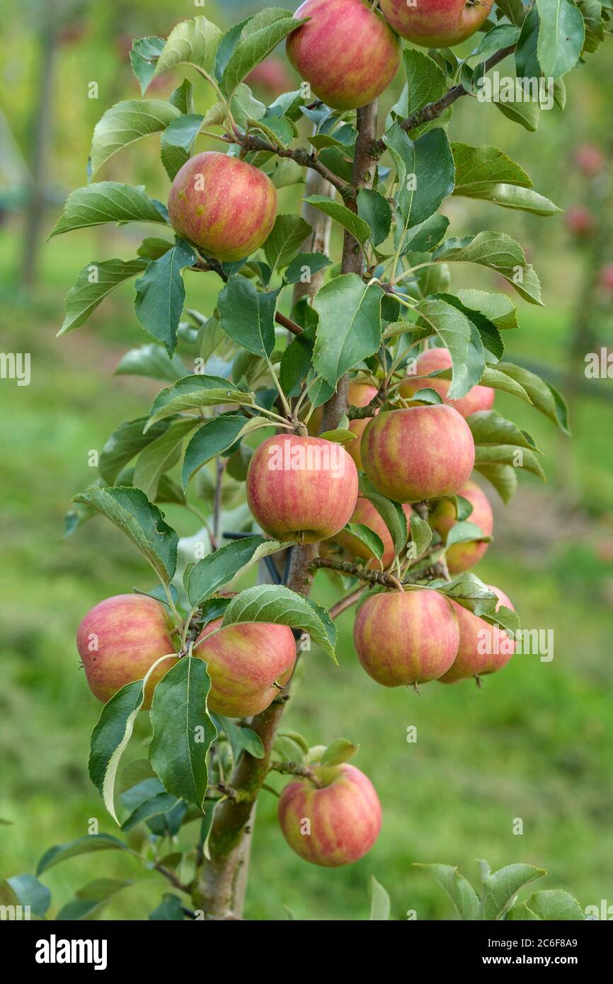 Apfel, Malus domestica Karneval, mela, Malus domestica Carnevale Foto Stock