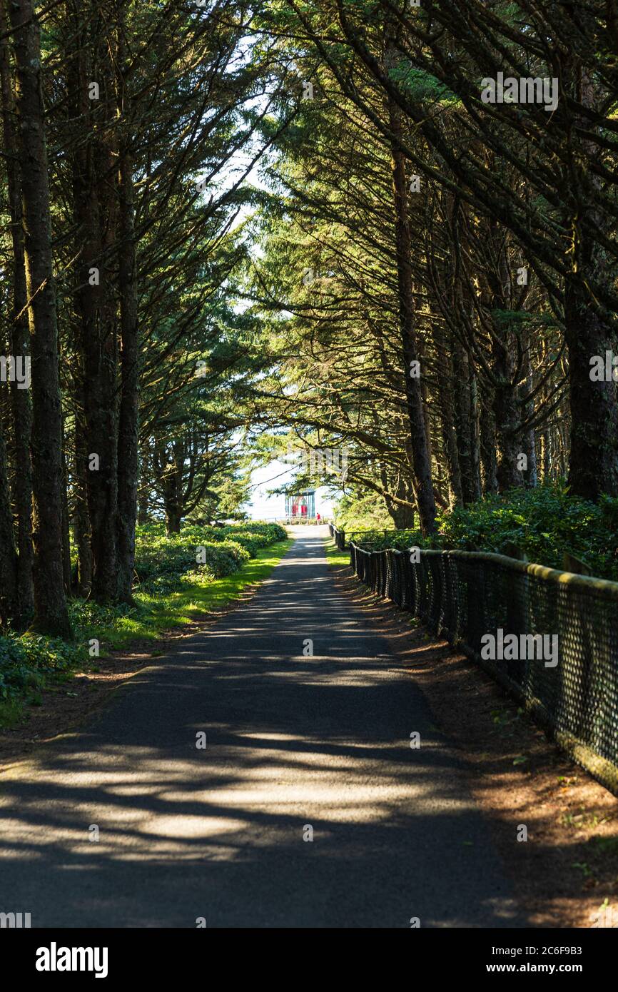 Immagine verticale - percorso che conduce attraverso gli alberi al faro di Cape Meares in Oregon Foto Stock