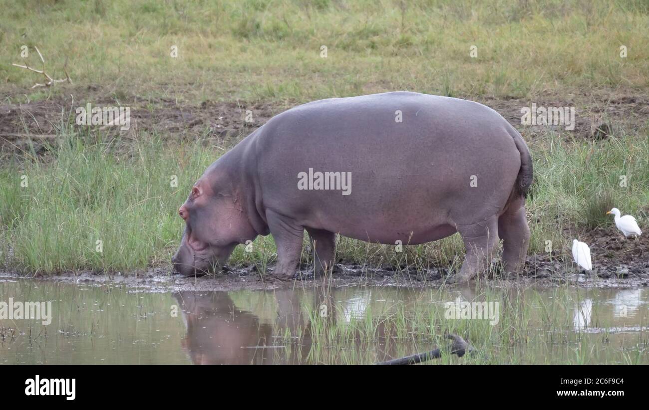 Hippo vicino ad una piscina d'acqua nella Riserva di Pilanesberg in Sud Africa Foto Stock