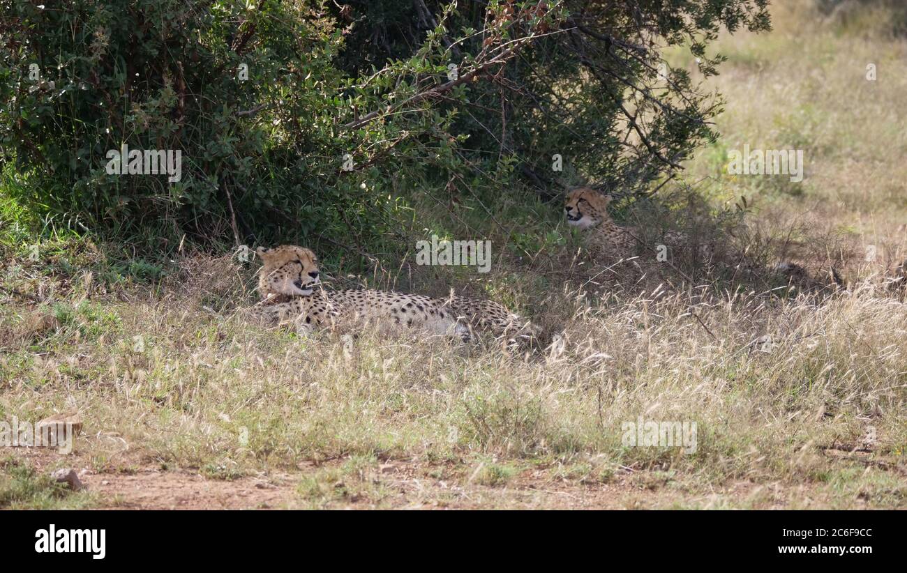 Due ghepardi sotto un cespuglio nella Pilanesberg Game Reserve del Sud Africa Foto Stock