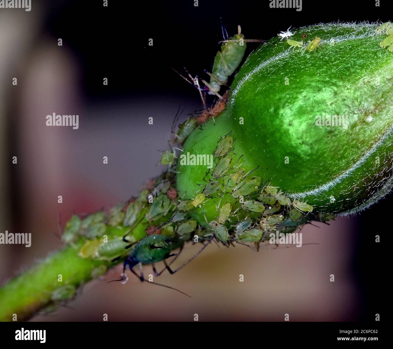 Gli afidi sono piccoli insetti succhianti di sap e membri della superfamiglia Aphidoidea. I nomi comuni includono greenfly e blackfly. Foto Stock