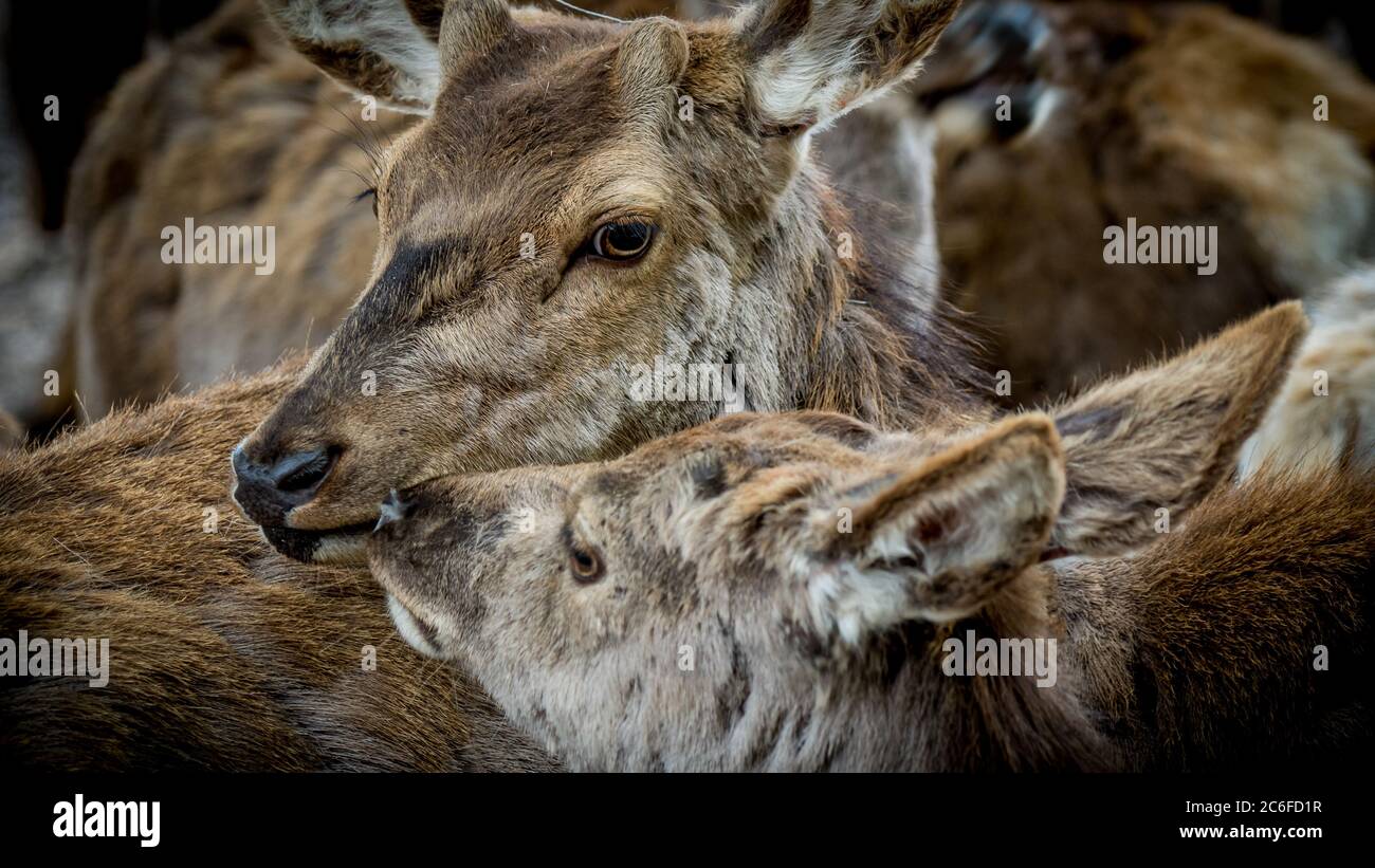 due cucciolo di rosa marrone Foto Stock