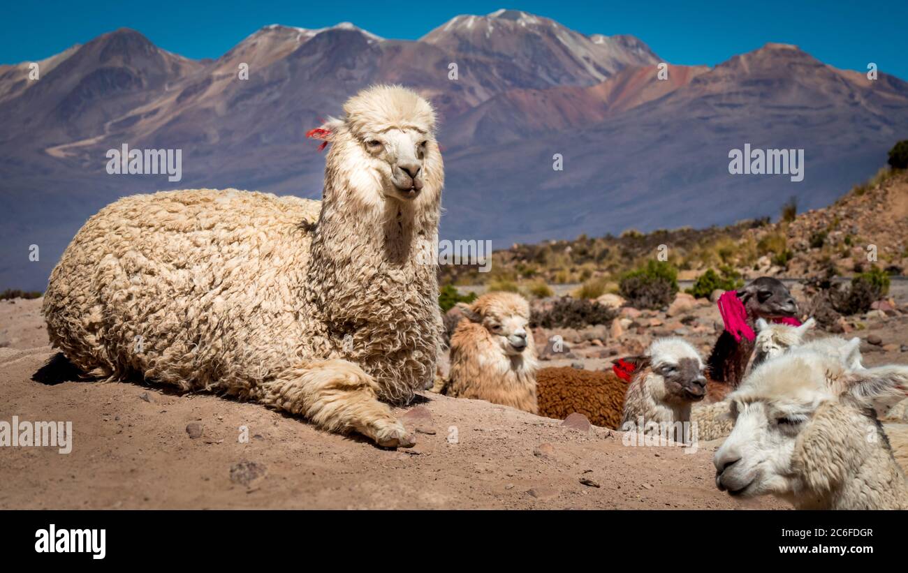 l'alpaca bianca si affaccia sulla telecamera, circondata da diversi lami in diversi colori con le marcature auricolari su un terreno polveroso in primo piano, montagna colorata Foto Stock