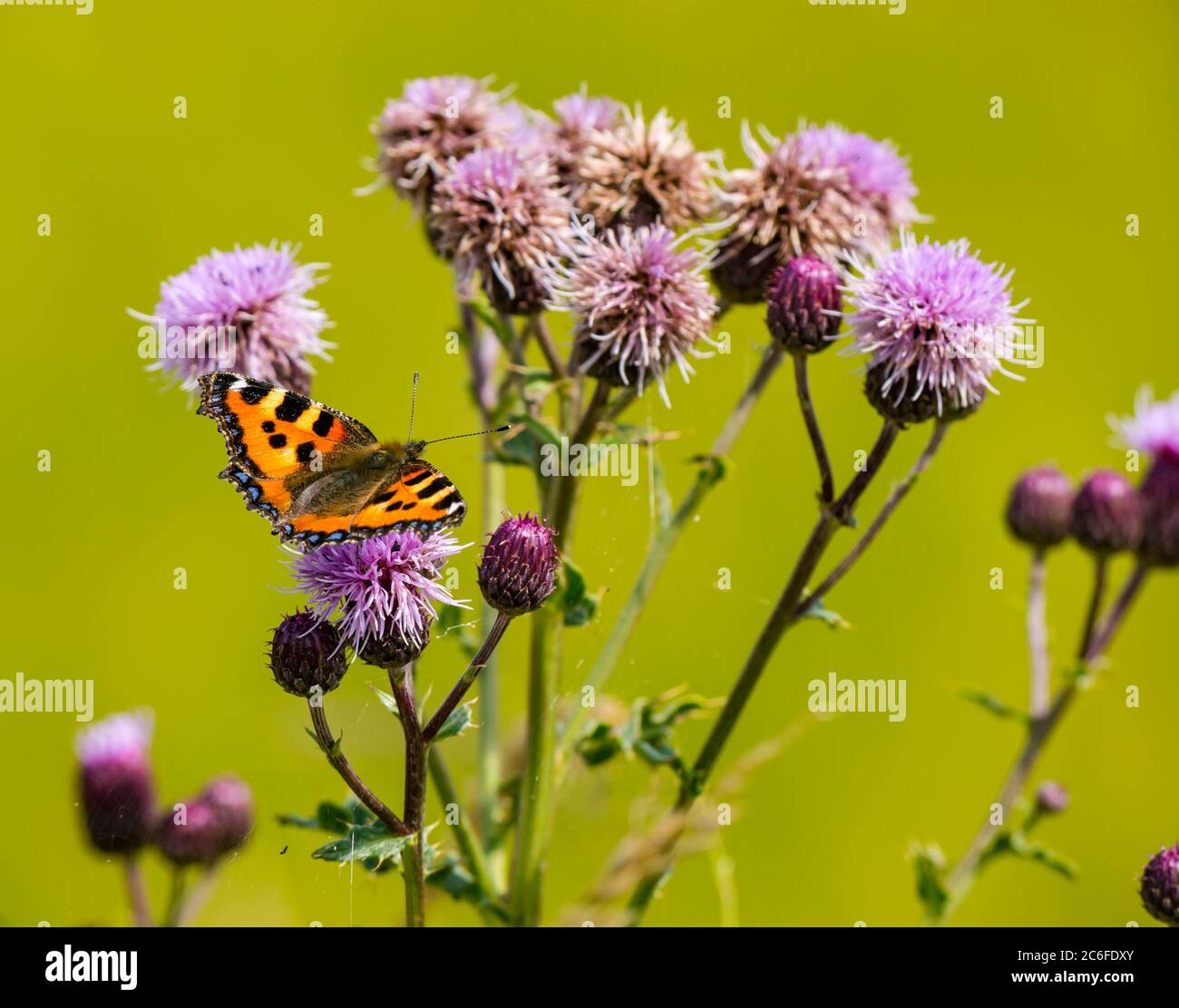 Piccola farfalla di tartaruga (Aglais orticae) sui thistles in estate sole, East Lothian, Scozia, Regno Unito Foto Stock