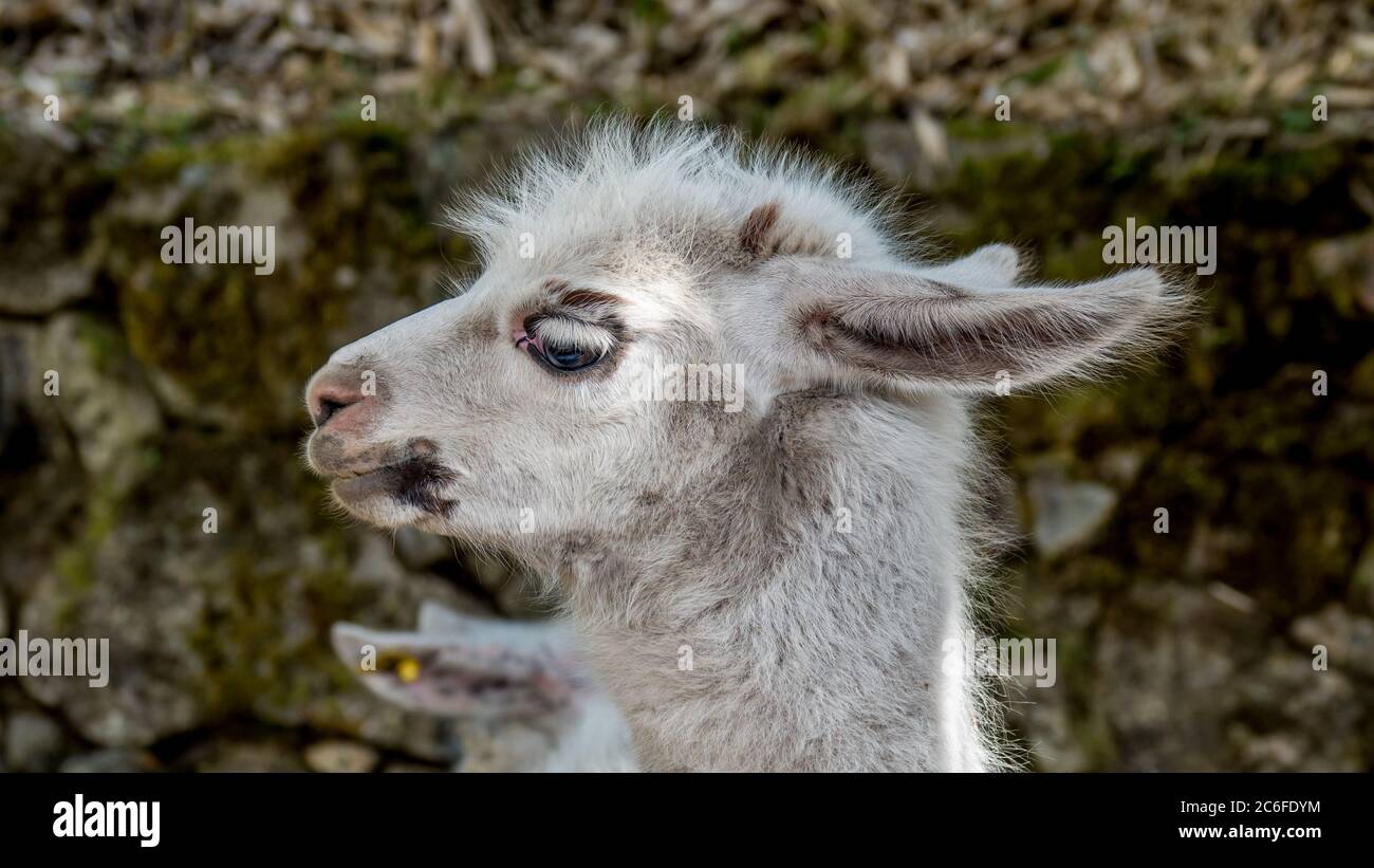 alpaca lama bianca di fronte al muro di pietra Foto Stock