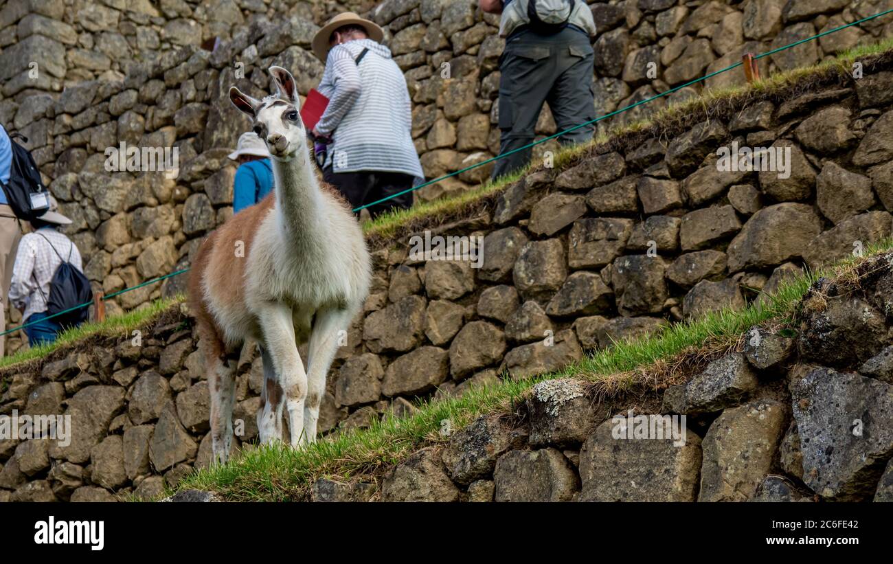 Divertente e curioso guardare alpaca lama a machu picchu Foto Stock