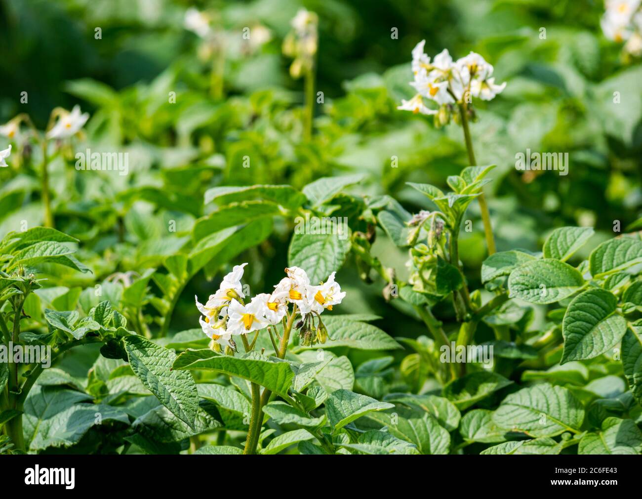 Primo piano di fiori di piante di patate in un campo di coltura in estate sole, East Lothian, Scozia, Regno Unito Foto Stock