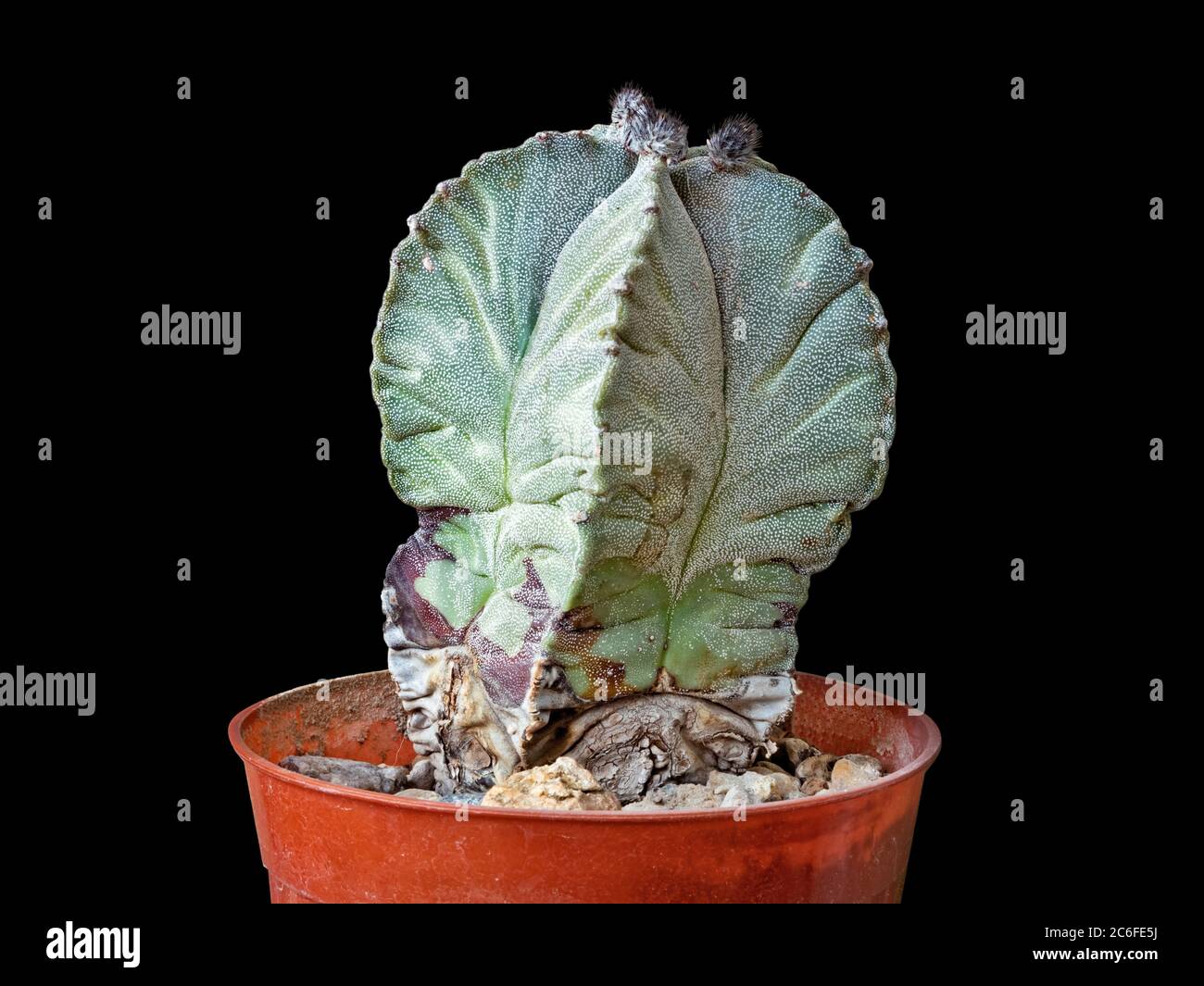 Pianta di ventitré anni, Cactus Astrophytum miriostigma, con gemme sulla corona, isolato su sfondo nero, primo piano, Macro Shot Foto Stock