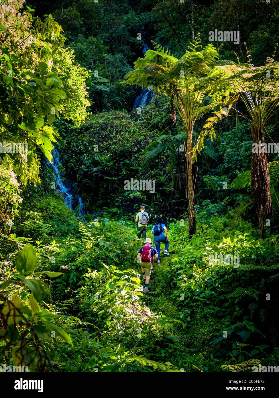 un gruppo di tre persone esplora la foresta pluviale su un piccolo sentiero accanto a una cascata attraverso la giungla peruviana circondata da grandi alberi di felci a dayim Foto Stock