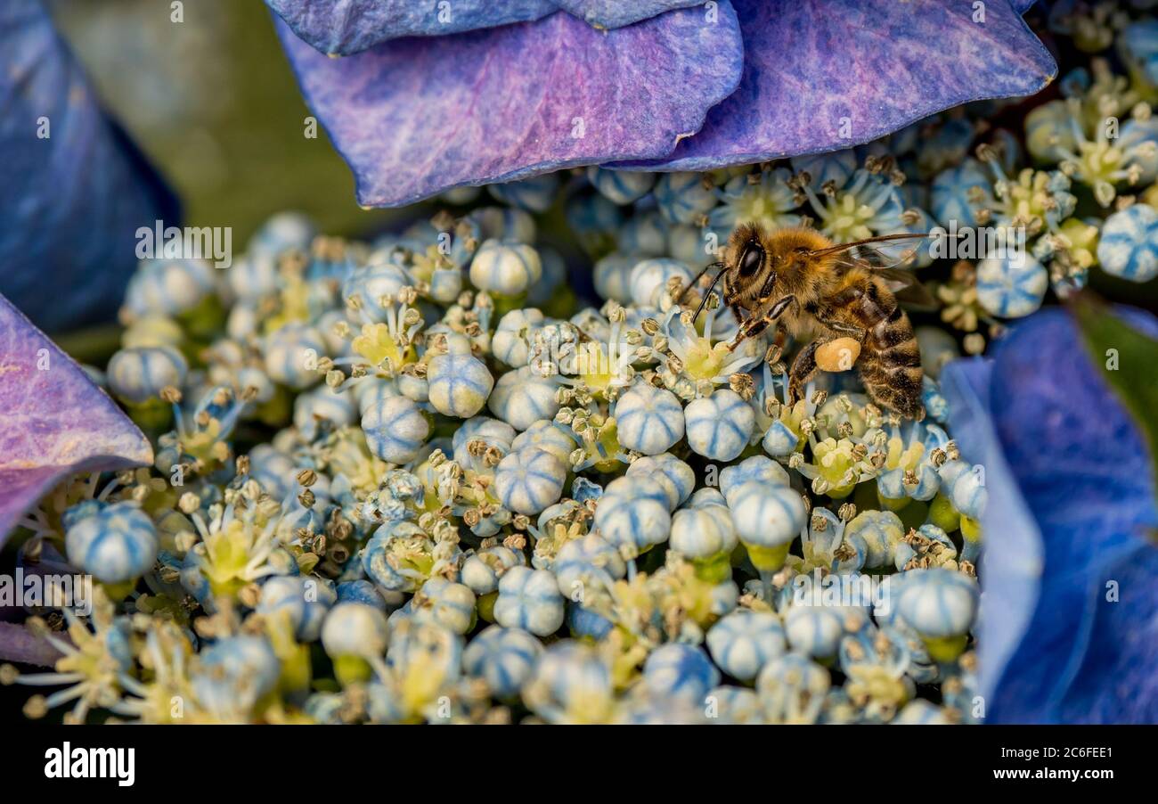 un'ape di miele di furry che raccoglie polline su un'idrangea macrofilla blu e viola Foto Stock