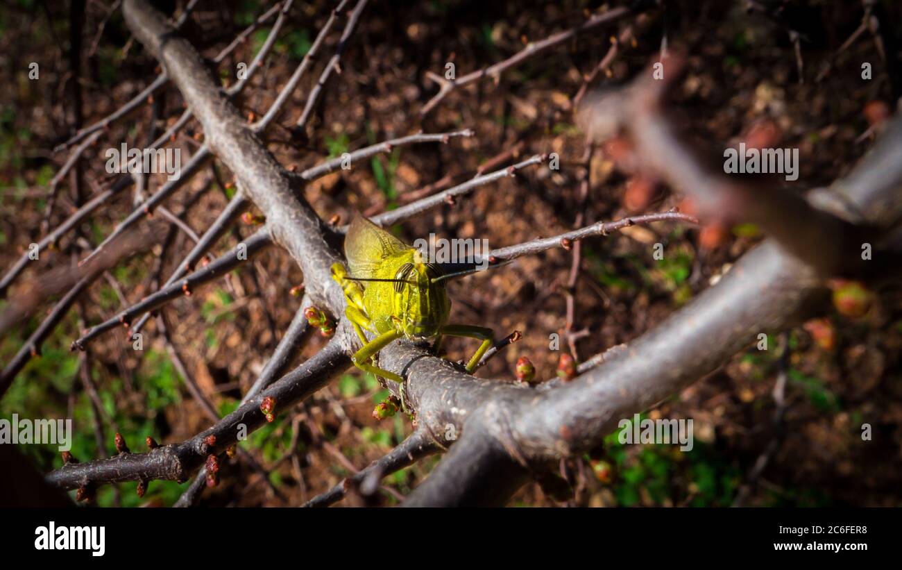 immagine frontale di un grassopper verde seduto su un ramo marrone con gemme Foto Stock