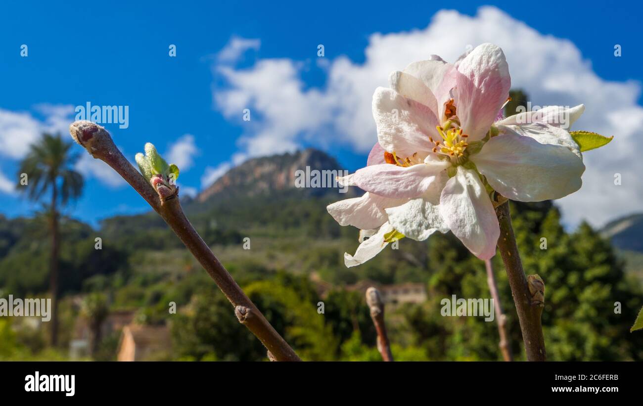 color pastello mela fiorisce con boccioli freschi di fronte alla fertile valle di soller a maiorca Foto Stock