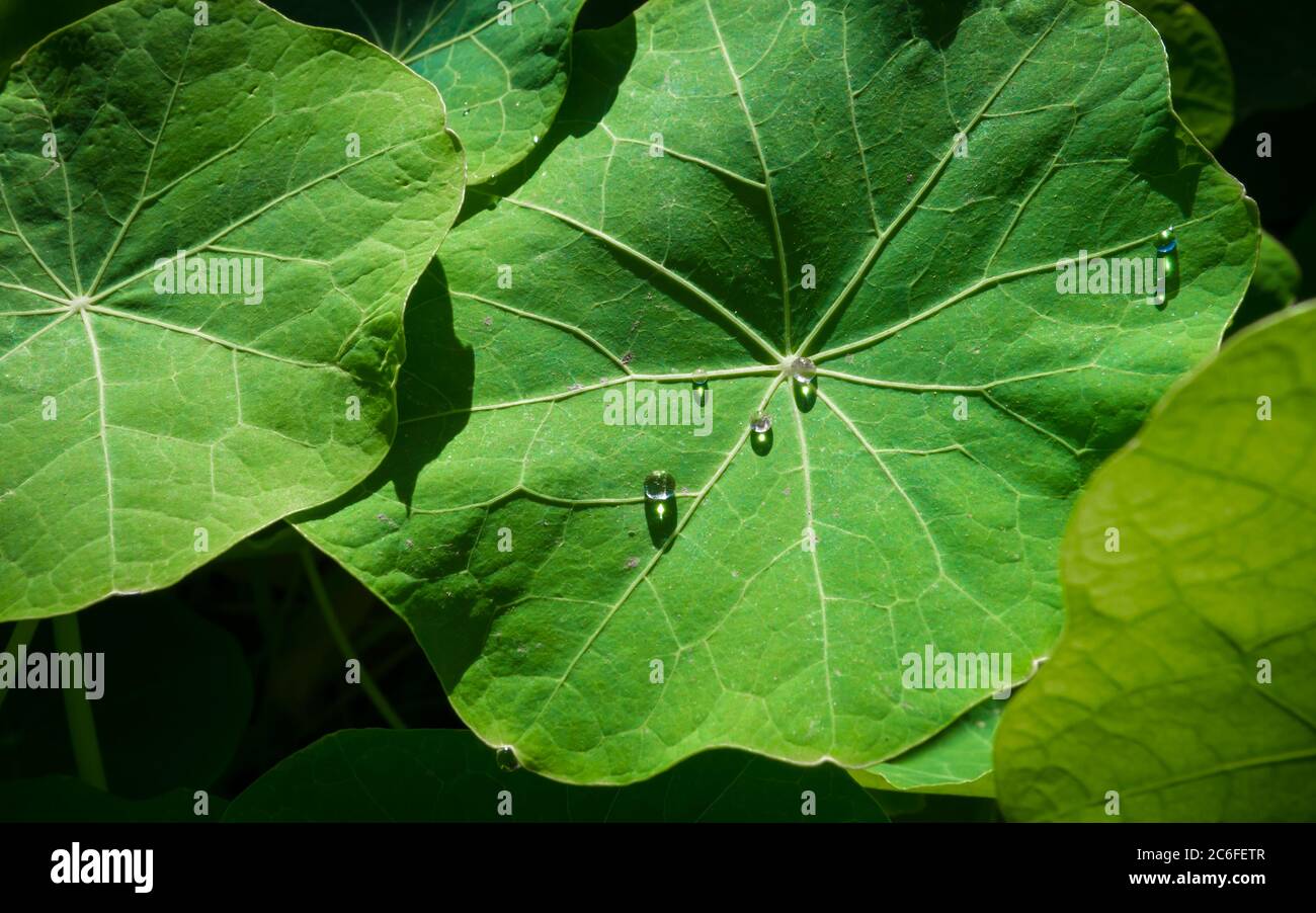 bolle d'acqua chiare sulla foglia di nasturzio verde (tropaeolum majus) Foto Stock