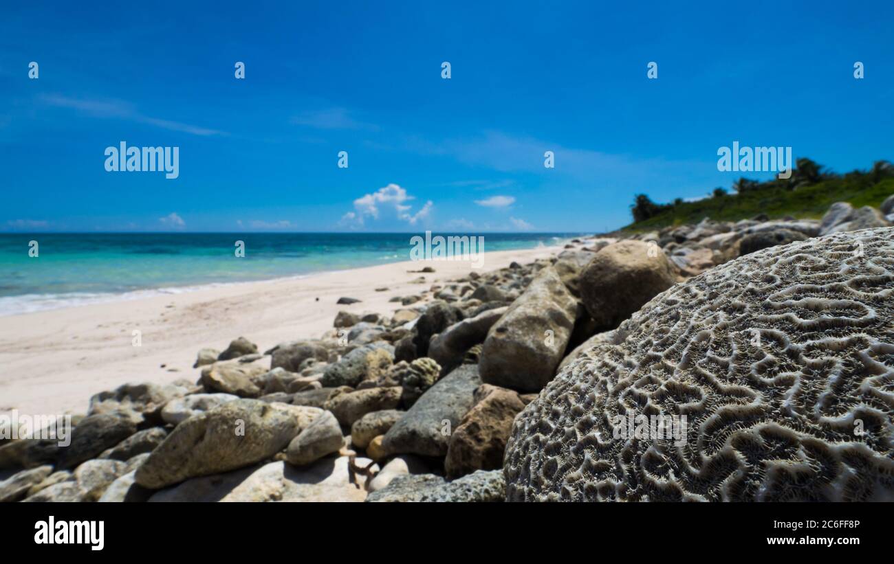 Primo piano di un corallo cerebrale pietrificato morto (Diploria clivosa) di fronte alla spiaggia bianca pietrosa del Mar dei caraibi Foto Stock