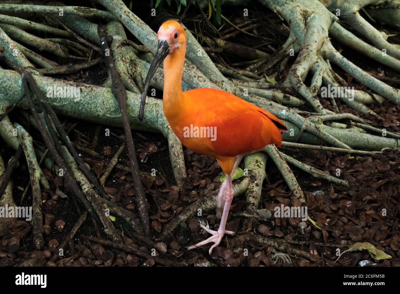 Primo piano di un Ibis rosa o di uno Scarlet Ibis (Eudocimus ruber) Foto Stock