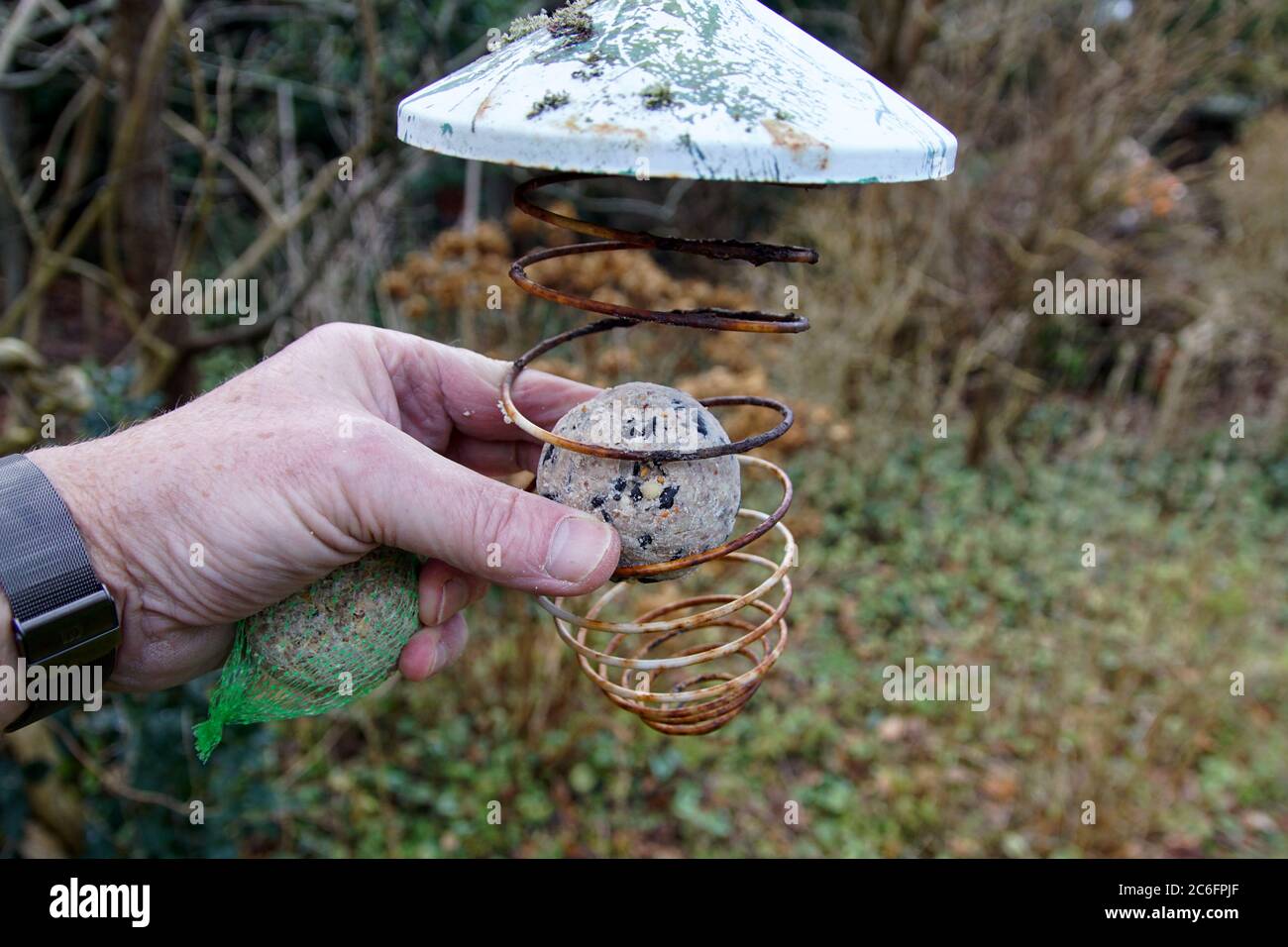 Le palle di grasso degli uccelli selvatici sono messe nel vecchio, arrugginito spirale-a forma di supporto della sfera grassa appesa nel giardino in inverno. Bergen, Paesi Bassi, gennaio Foto Stock